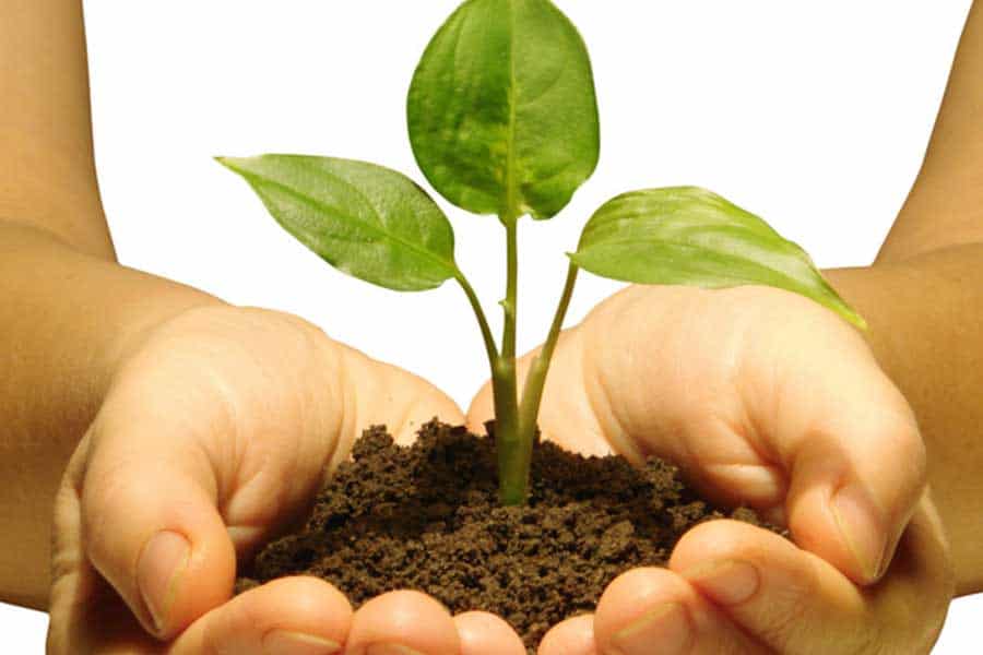 growing plant in hands