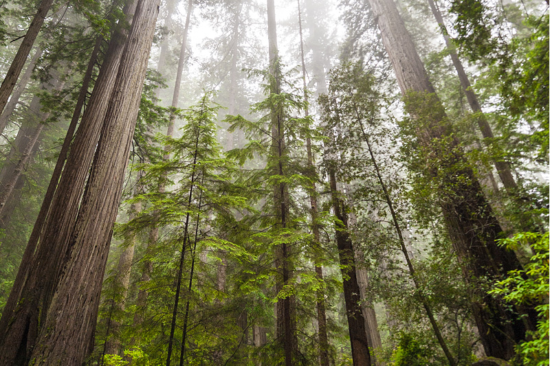 Seeing the Forest Through the Trees:<br> Acknowledging and Accepting our Thoughts and Feelings