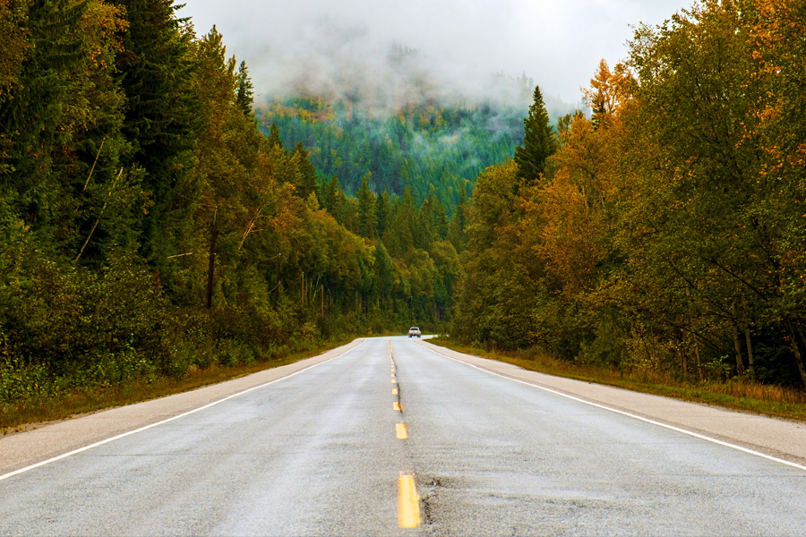 Road into the forest